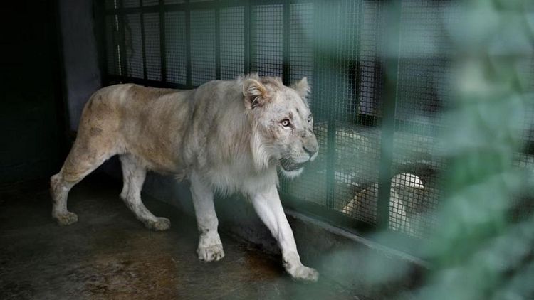 En medio de la crisis, leones blancos despiertan entusiasmo en zoológico de la capital de Venezuela