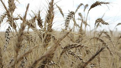 العراق يشتري 150 ألف طن من القمح الأسترالي