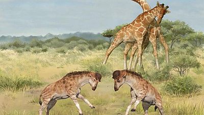 Beast built for head-butting reveals early giraffe neck evolution