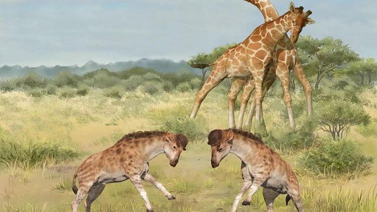 Beast built for head-butting reveals early giraffe neck evolution