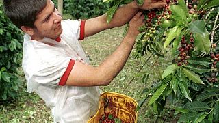 USDA estima en 13 millones de sacos cosecha de café de Colombia en 2022/2023