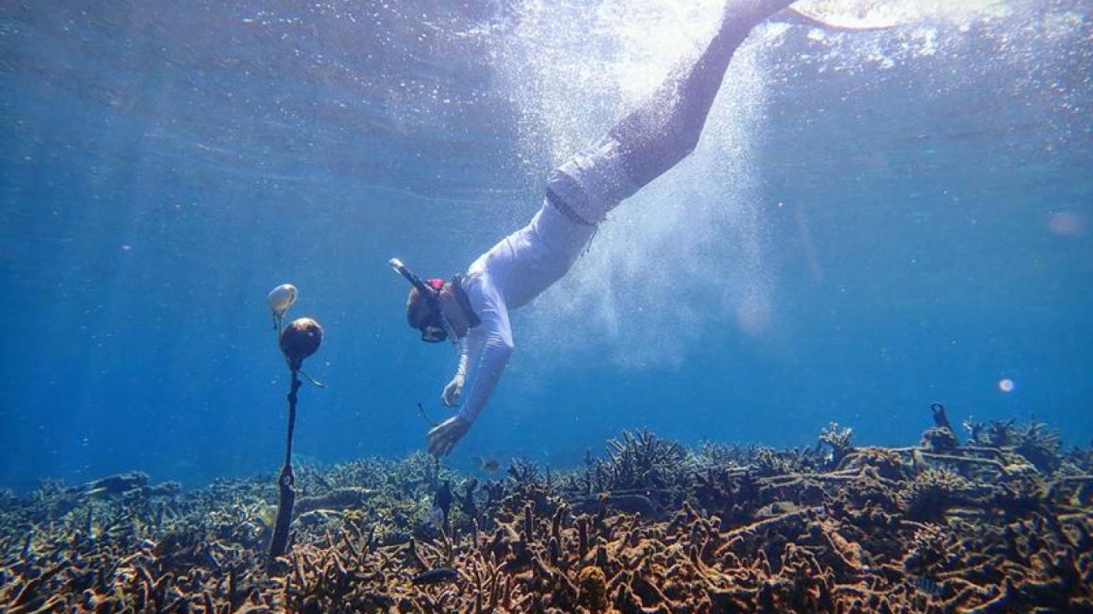 Crackling or desolate?: AI trained to hear coral's sounds of life
