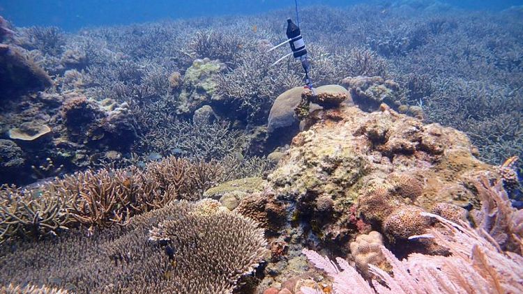 باستخدام الذكاء الصناعي.. علماء يتمكنون من سماع "أصوات" الشعاب المرجانية