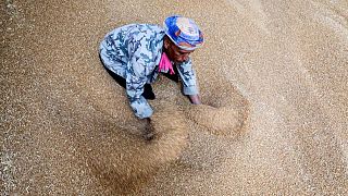 روسيا تحتفظ بالصدارة مع تراجع واردات مصر من القمح