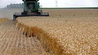 El trigo estadounidense baja por la presión de la cosecha, el maíz sube