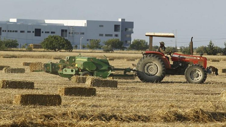 تونس تتوقع حصاد مليون طن من القمح الصلد هذا العام