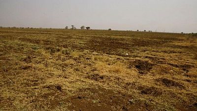 مزارعون يحذرون من نقص المحاصيل في السودان مع تفاقم الجوع