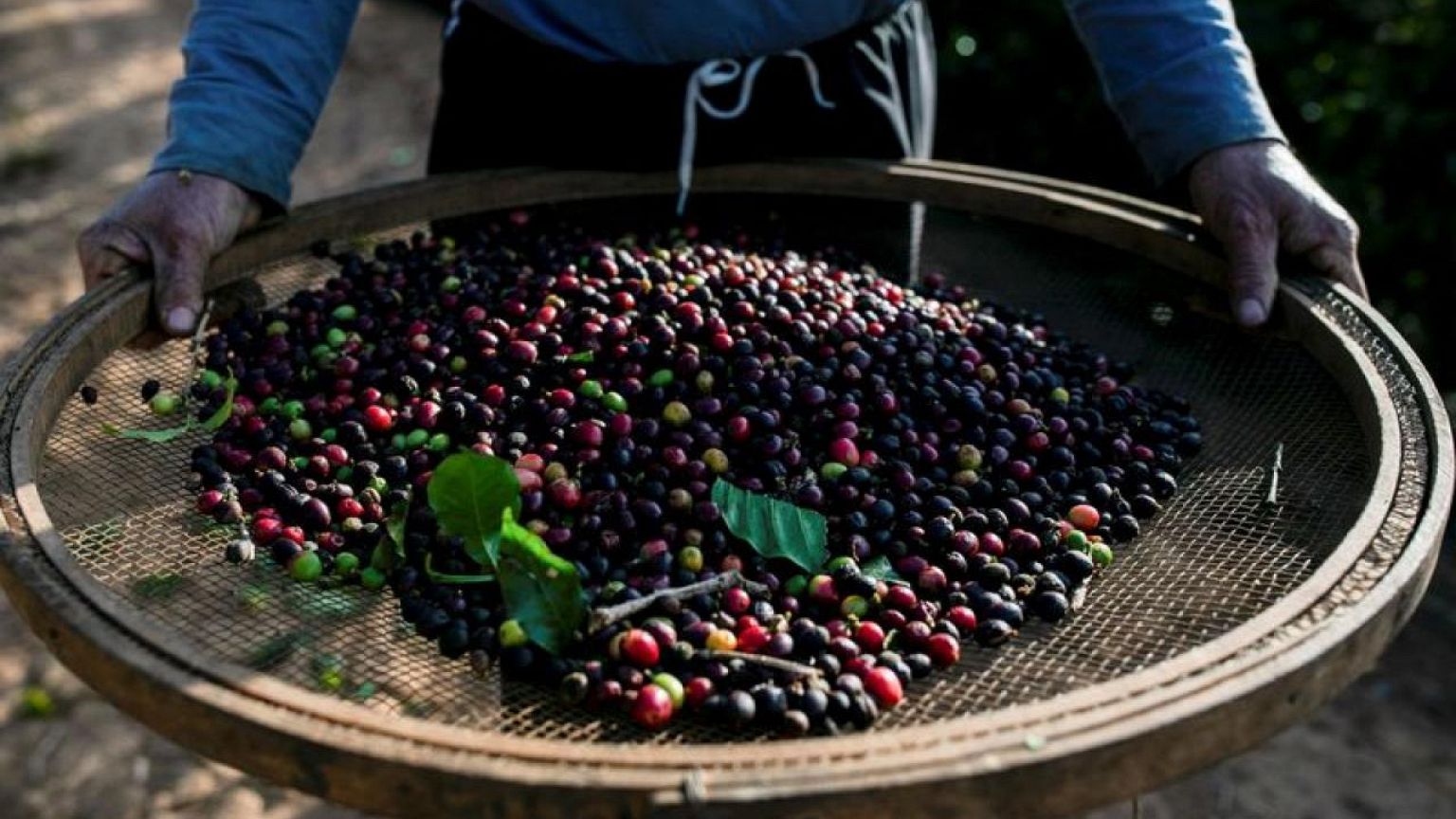 La cosecha de café de Brasil crecerá solo modestamente en 2023/24: Taka Insights