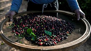 La cosecha de café de Brasil crecerá solo modestamente en 2023/24: Taka Insights