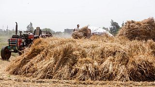 وثيقة: مصر تمدد حظرا على تصدير سلع أساسية تشمل القمح والذرة لثلاثة شهور إضافية