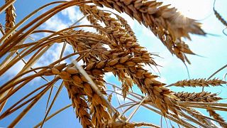 وزارة: تراجع صادرات الحبوب الأوكرانية 47% في يونيو على أساس سنوي