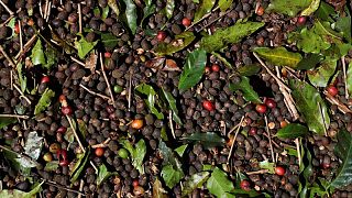 Exportaciones de café verde de Brasil suben 5,9% en mayo, dice asociación de exportadores