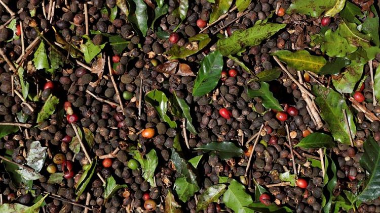 Exportaciones de café verde de Brasil suben 5,9% en mayo, dice asociación de exportadores