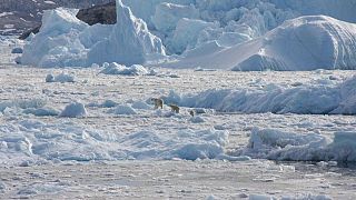 دببة قطبية منعزلة في غرينلاند