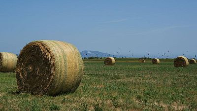 La ola de calor amenaza el trigo francés y español con la cosecha de la UE a la vuelta de la esquina La ola de calor amenaza el trigo francés y español con la cosecha de la UE a la vuelta de la esquina