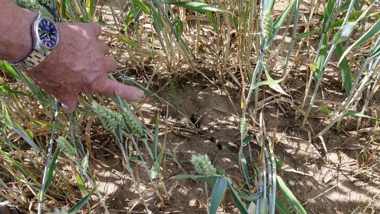 Monitor cultivos UE recorta la mayoría de previsiones de rendimiento de granos por clima seco