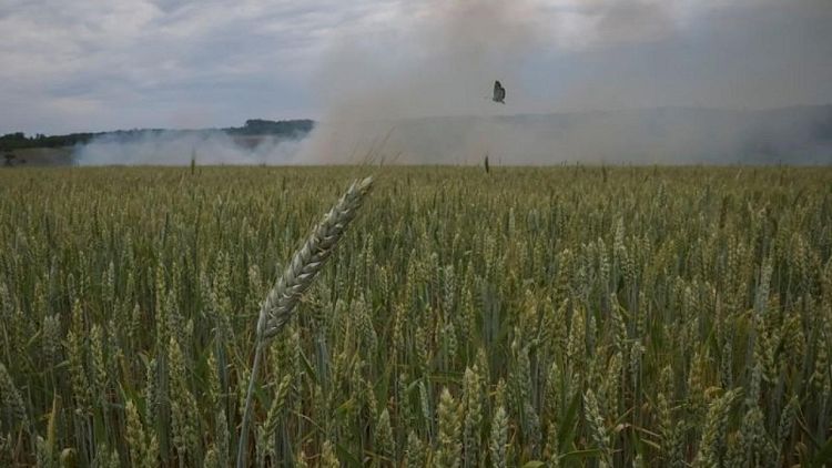نائب وزير الزراعة: صادرات الحبوب الأوكرانية تصل إلى مليوني طن في يونيو