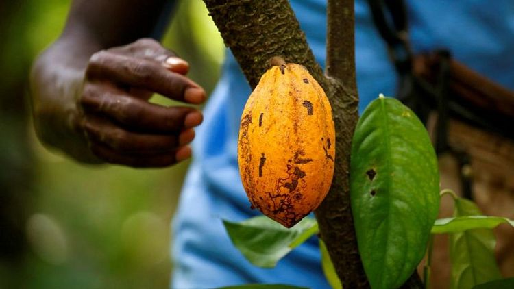 Ivory Coast rain helps early growth of cocoa main crop, farmers say
