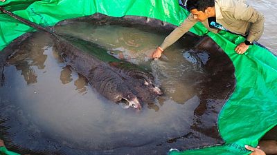 Mekong villagers land heaviest ever freshwater fish