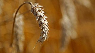 Exportaciones de trigo blando de la UE suben a 26,68 millones de toneladas al 19 de junio