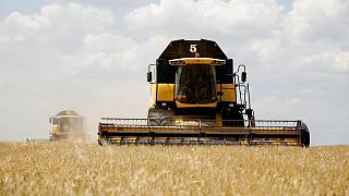 Sur de Rusia inicia la recolección de nueva cosecha de cebada con altos rendimientos