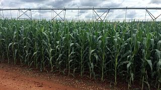 Agroconsult eleva previsión de segunda cosecha de maíz de Brasil a 89,3 millones de toneladas