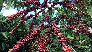 Cosecha de café en Brasil sufre retrasos y perjudica el ritmo de las exportaciones