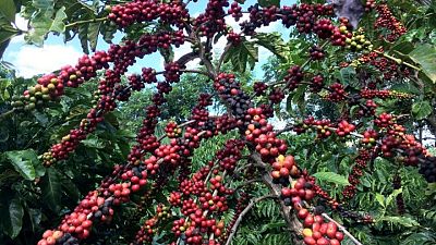 Las exportaciones de café de Brasil suben un 19% en noviembre por mejora del transporte