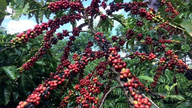 CAFE-REPORTE:Oferta mundial de café, casi equilibrada; cosecha brasileña aumenta ligeramente: Rabobank