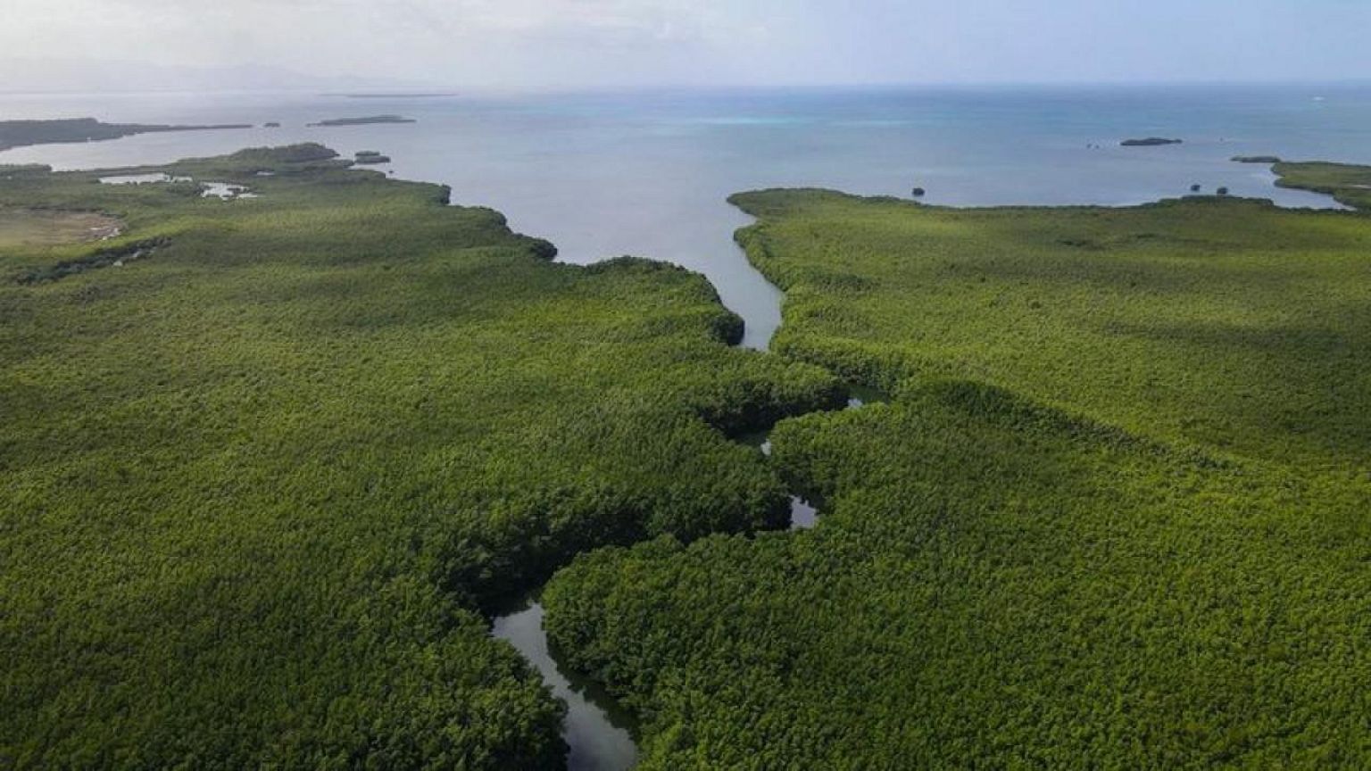 The 'Mount Everest' of bacteria discovered in Caribbean swamps