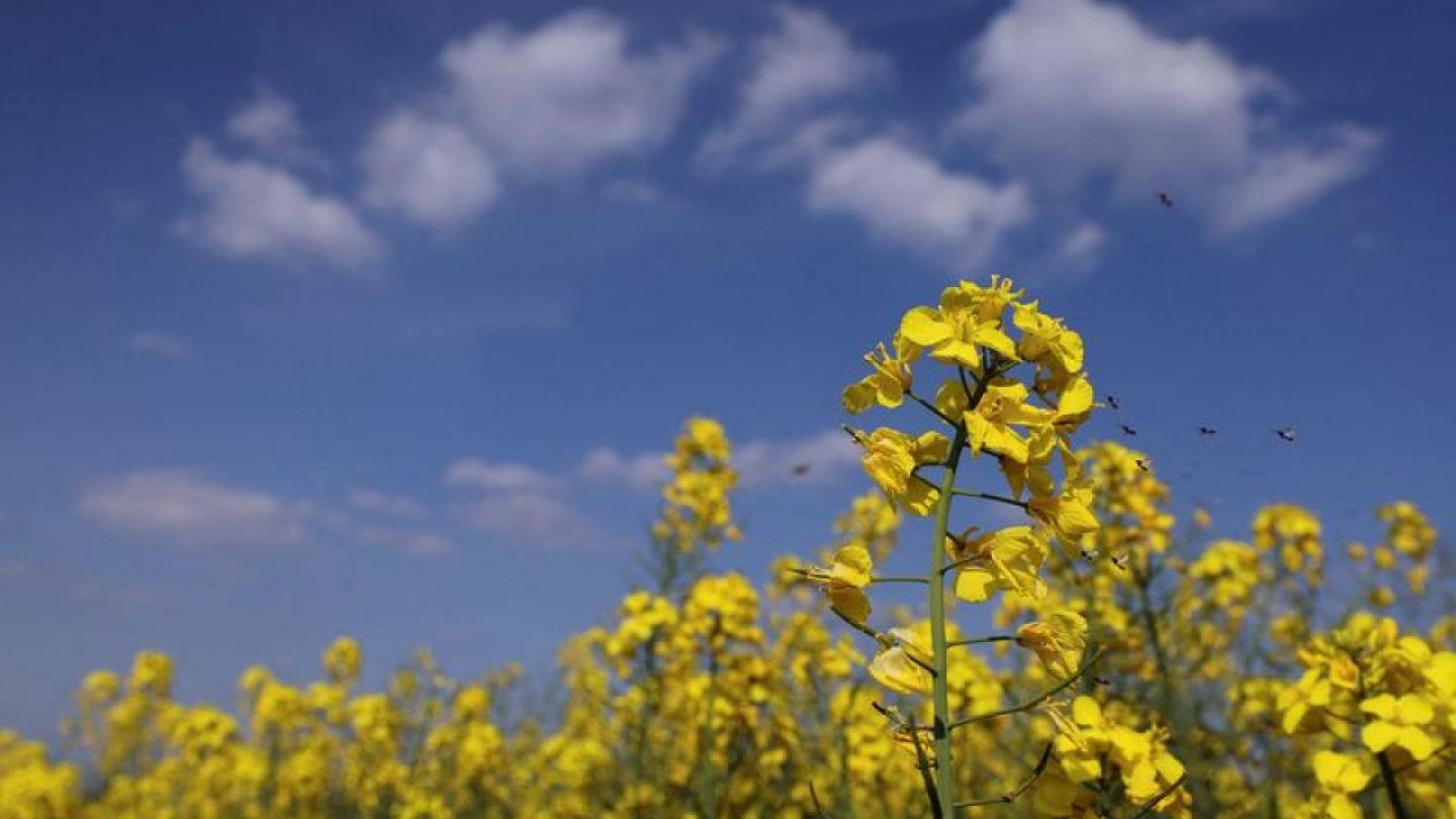 Precios de semillas de colza y de girasol en la UE bajan al mejorar la  oferta | Euronews