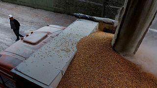 Exportaciones ucranianas de granos se hunden 44% en lo que va de junio: Ministerio Agricultura