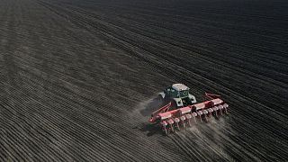 Servicio MARS de la UE prevé un aumento del 16% en la cosecha de trigo de Rusia