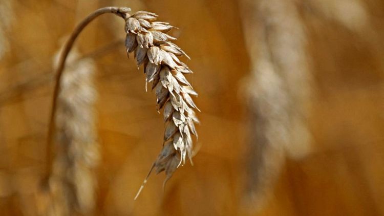 Exportaciones de trigo blando de la UE suben a 27,14 millones de toneladas al 26 de junio