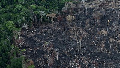 CEO de Louis Dreyfus en Brasil dice que abordar deforestación implica compensar a los agricultores