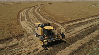 مسؤول: العراق يعتزم زراعة 750 ألف هكتار بالقمح في موسم 2022-2023