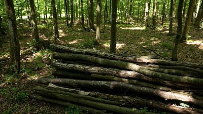 Poles look to their forests to ease energy price pain