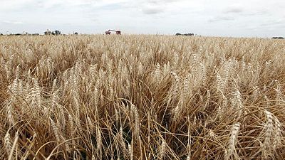 "No sobra nada": Argentina sufre por el trigo tras bonanza del año anterior