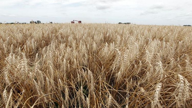 Grupo industrial prevé mayor producción de trigo en Brasil en actual temporada