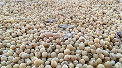GRANOS-BRASIL-SAFRAS:Venta de soja 22/23 de Brasil alcanza el 30,5% de la producción, persiste el retraso: Safras