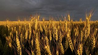 مصر تشتري 815 ألف طن من القمح في ممارسة دولية