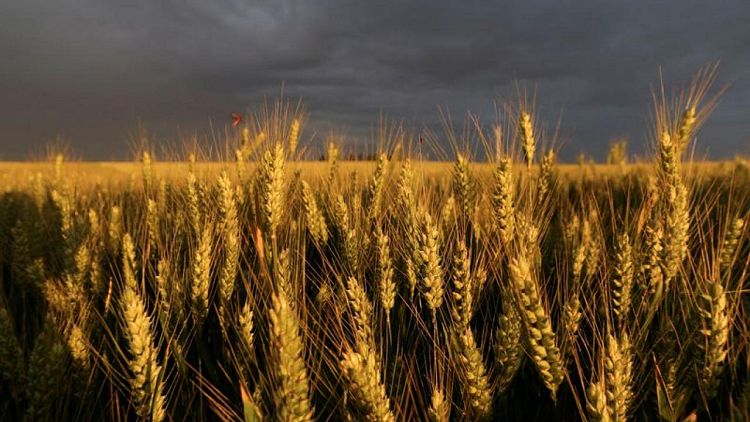 French soft wheat harvest 14% complete by July 4