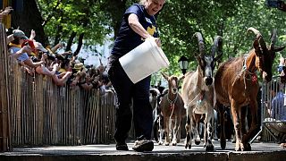 متنزه في نيويورك يستخدم الماعز للتخلص من الأعشاب الضارة