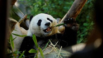 For pandas, it's been two 'thumbs' up for millions of years