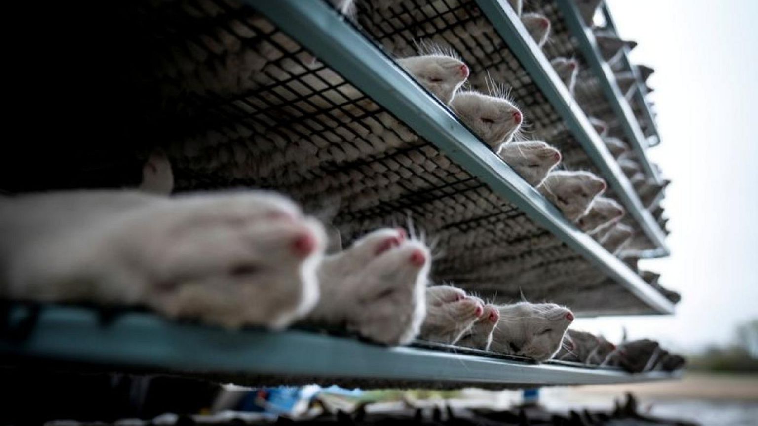 Danish PM dealt harsh criticism over illegal mink cull