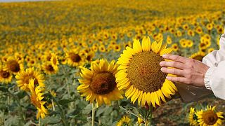 Russia reduces sunflower oil export tax sharply to support exports