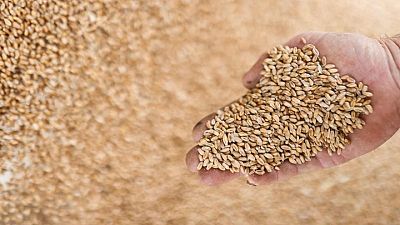 French wheat protein slips further in latest harvest results