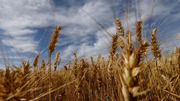Conab pronostica cosecha de trigo de Brasil en récord de 9 millones de toneladas en 2022