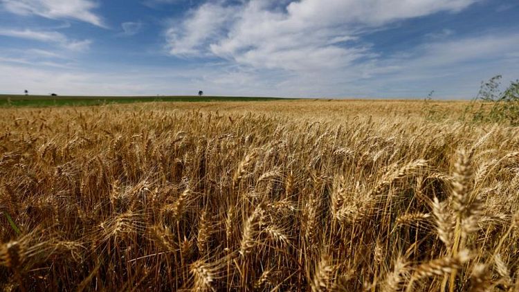 البرازيل تتوقع محصولا قياسيا من القمح في 2022 بنحو 9 ملايين طن