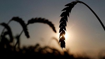 Ucrania cosecha el primer millón de toneladas de grano de 2022